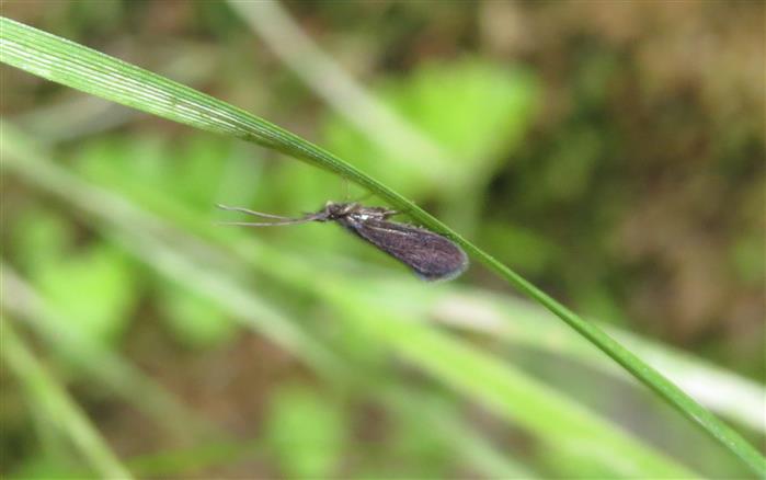 Trichoptera Lepidostomatidae